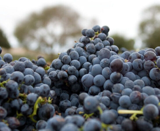 Cabernet Shiraz Grapes