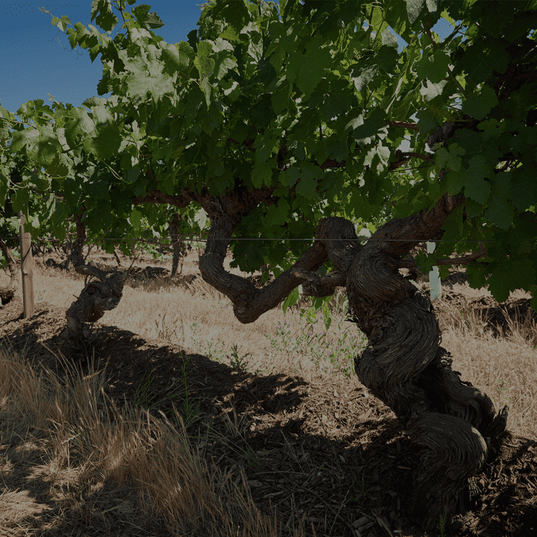 Penfolds Vineyard